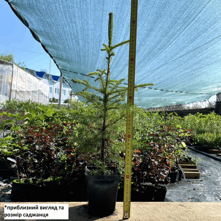Саджанець ялини звичайної європейська Picea abies excelsa Р9 (1037202254) - фото 2 Саджанець ялини звичайної європейська Picea abies excelsa Р9 (1037202254) - фото 2