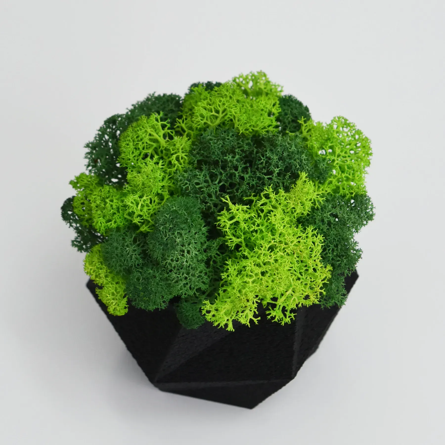 Кашпо Hurricane со стабилизированным мхом Черный/Зеленый/Салатовый (KM-C-1) - фото 4 Кашпо Hurricane со стабилизированным мхом Черный/Зеленый/Салатовый (KM-C-1) - фото 4