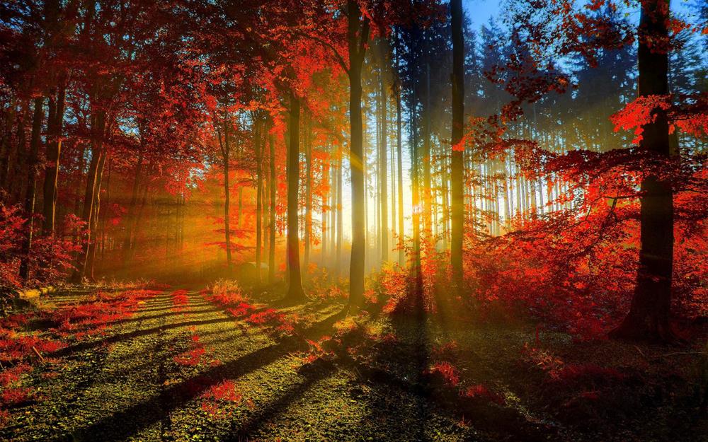 Картина Природа PR101 35х55 см