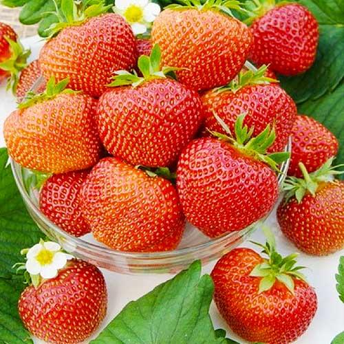 Семена Полуниця Florium Polka середня (4653)