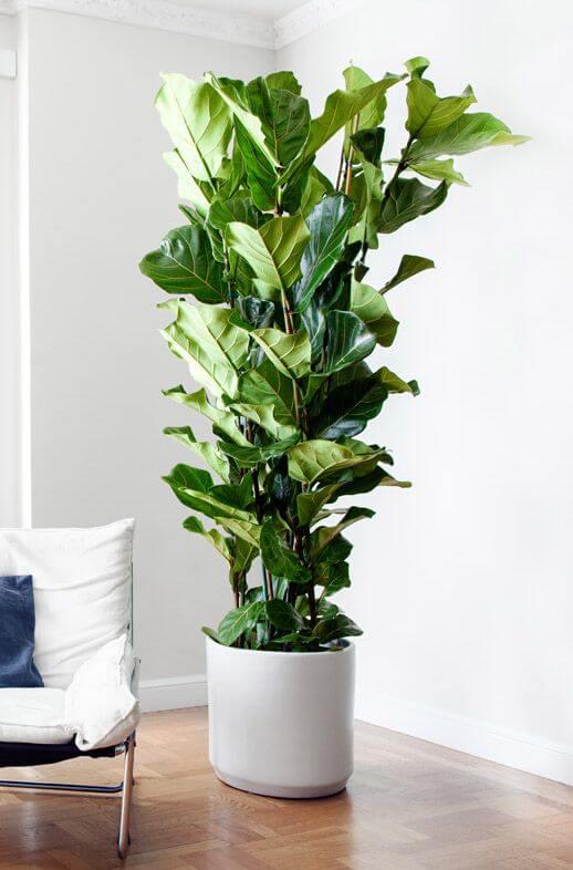 Вазон вуличний бетонний Діаманте 550х550 мм/78 кг/89 л (26482857) - фото 3 Вазон вуличний бетонний Діаманте 550х550 мм/78 кг/89 л (26482857) - фото 3