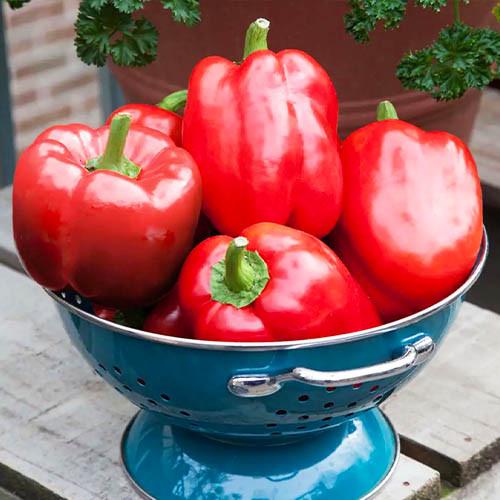 Семена Перець Florium Прокрафт F1 (15905)