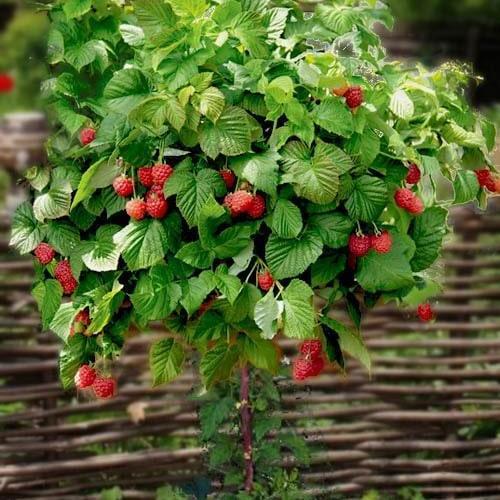 Сажанец Малиновое дерево якро-красное Бабье лето Indian summer премиальный сорт (50413)