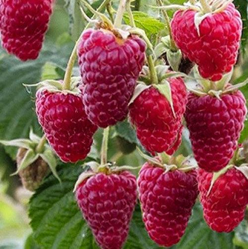 Саженец летней малины Кузьмина ранняя стойкая (1482944184)