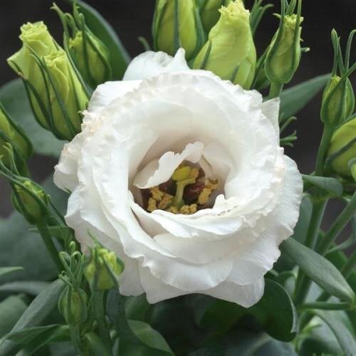 Семена цветов Эустома Лизитантус Julietta F1 White Takii 250 шт. (BN11675-2)