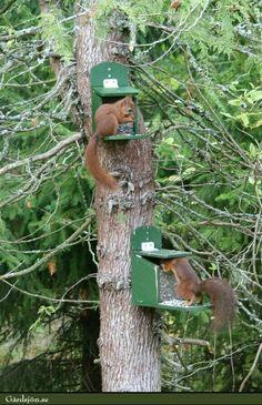 Кормушка для белок Сюрприз из древесины Оликовый 27х25х16 см - фото 3 Кормушка для белок Сюрприз из древесины Оликовый 27х25х16 см - фото 3