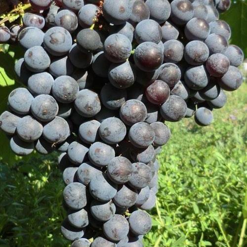 Сажанец Виноград Гурзуфский Розовый винный сорт ранний мускатный (50838)