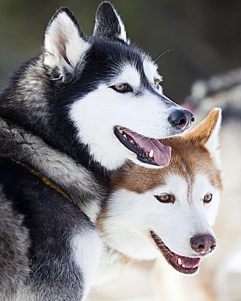 Картина по номерам Brushme SH28714 Хаски 40x50 см (19585)