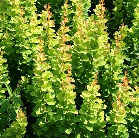 Саженец барбариса Тунберга Erecta Р9 (645213695)