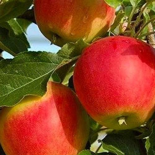 Сажанец Яблоня Галмак летний имунный сорт с карамельным ароматом ранний срок созревания (71849)