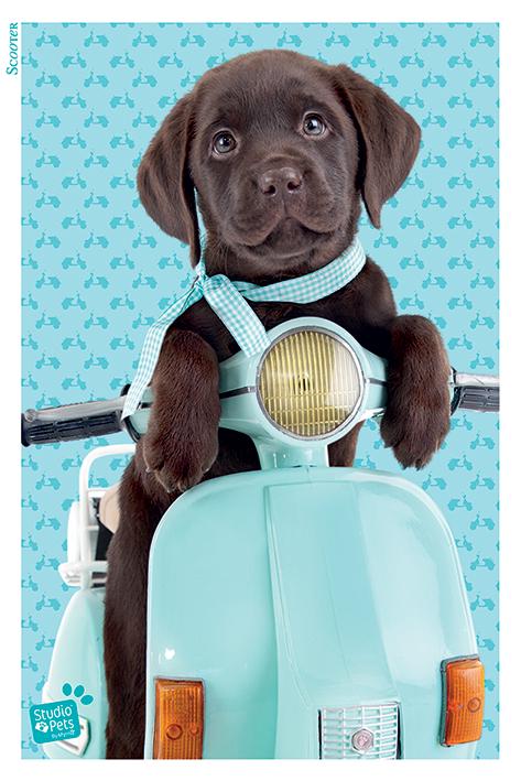 Постер плакат Домашние Животные Скутер/Studio Pets Scooter 61x91,5 см Постер плакат Домашние Животные Скутер/Studio Pets Scooter 61x91,5 см