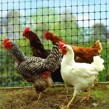 Сетка защитная от птиц Птичка 1,5х10 м 30х35 мм Черный (697) - фото 3 Сетка защитная от птиц Птичка 1,5х10 м 30х35 мм Черный (697) - фото 3