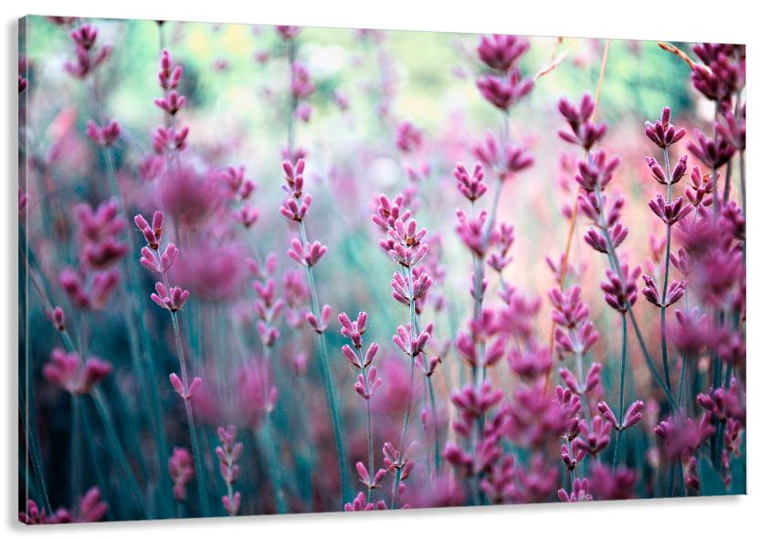 Картина на холсте в гостиную/спальню Лаванда 50х100 см (MLP_137)