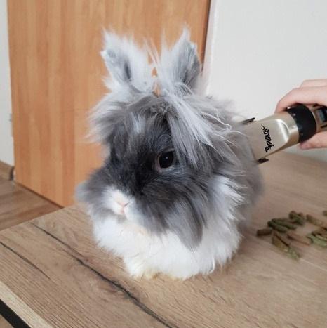 Машинка для стрижки тварин бездротова з насадками та USB-зарядкою - фото 8 Машинка для стрижки тварин бездротова з насадками та USB-зарядкою - фото 8