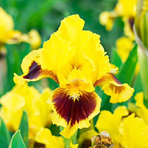 Ирис Ultimate Florium