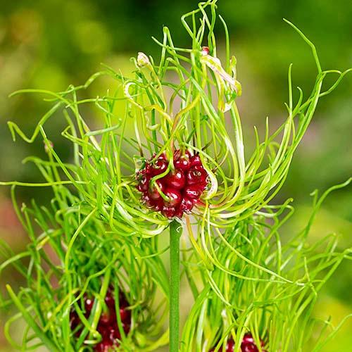 Аллиум Florium Hair (6726)