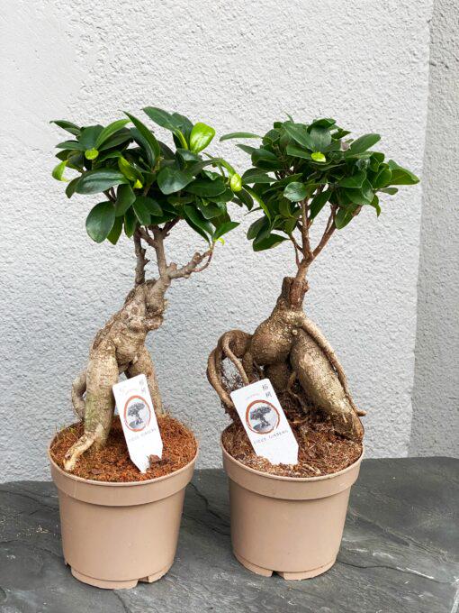 Фікус Гінсенг Мікрокарпа 12х35 см - фото 2