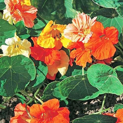 Семена Настурция Florium Роскошная смесь (6177)