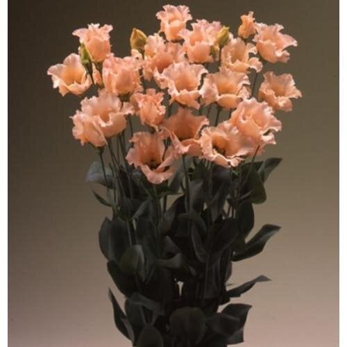 Семена цветов Эустома Лизиантус Falda 2 h 70-90см Light Apricot Takii 50 шт. (BN08833-3)