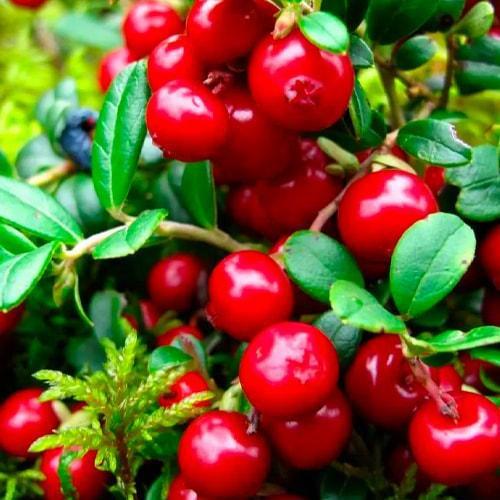 Саджанець Журавлина Антонелла Antonella пізній термін дозрівання морозостійкий сорт (103441) Саджанець Журавлина Антонелла Antonella пізній термін дозрівання морозостійкий сорт (103441)