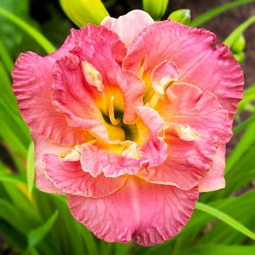 Лилейник Florium Lacy Dolly (2881)