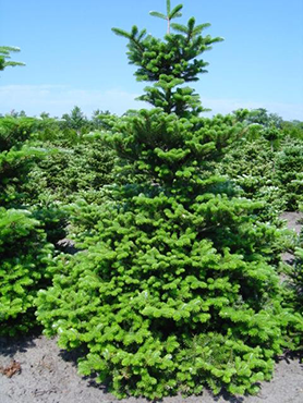 Саджанець Ялиця корейська Abies koreana 5 шт.