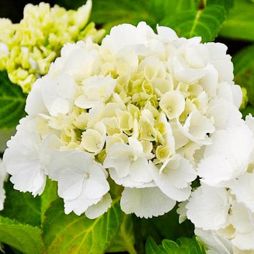 Гортензия Florium Shakira (10409)