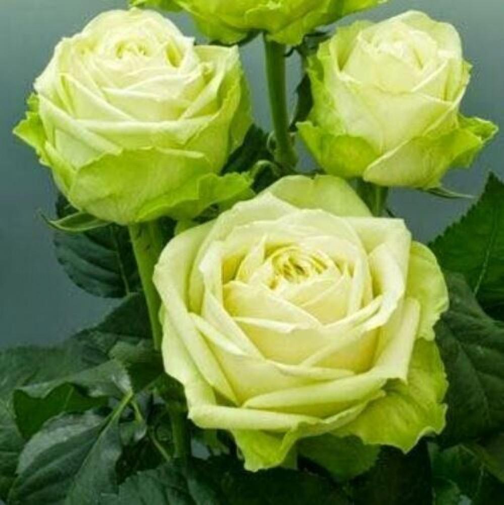 Роза Green Romantica Чайно-гибридная в контейнере (2677332366) - фото 8