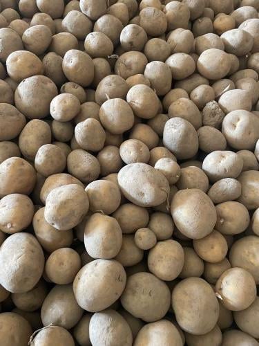 Насіння Насіннєва картопля Коломбо ранньостигла перша репродукція 5 кг (0150) - фото 3