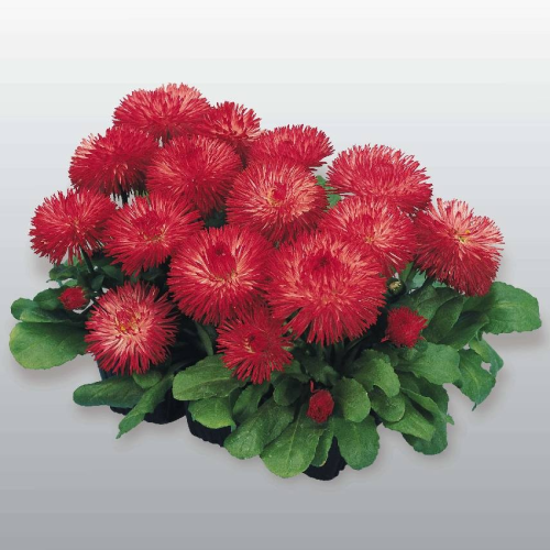 Семена цветов Benary Маргаритка Habanera Red 1000 шт. (BN02922)