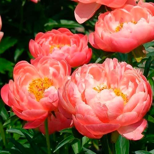 Пион Корал Сансет Coral Sunset 3 шт. (38276145) Пион Корал Сансет Coral Sunset 3 шт. (38276145)