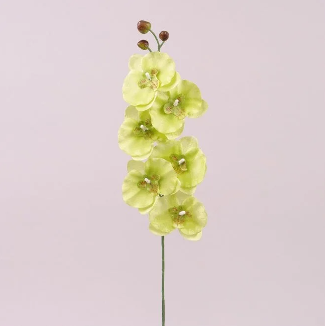 Цветок Фаленопсис Flora 6 шт. Зеленый (72877)