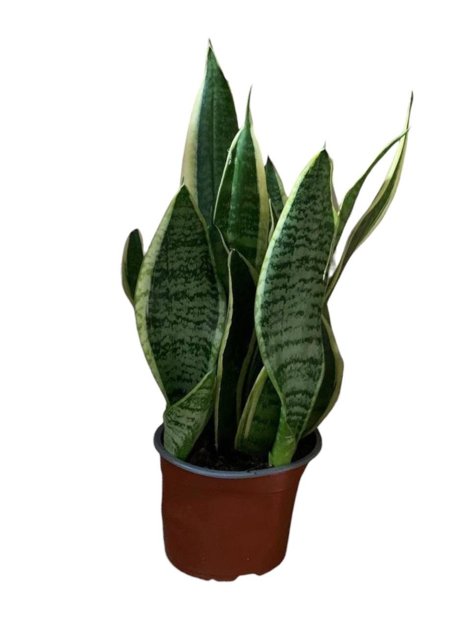 Сансівієрія Футура Суперба (32520764)