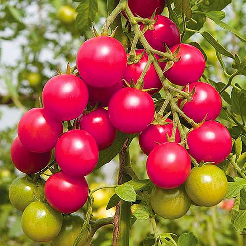 Семена Томат Florium Шалун (чері)