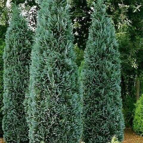 Саджанець кипарисовика Columnaris горщик С1.5 (2037367113)