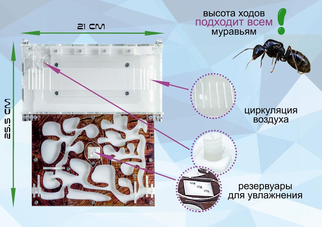 Комплект ANT-LIVE Standart "дерево" з мурашиною фермою та мурахами (650fbda8) - фото 3