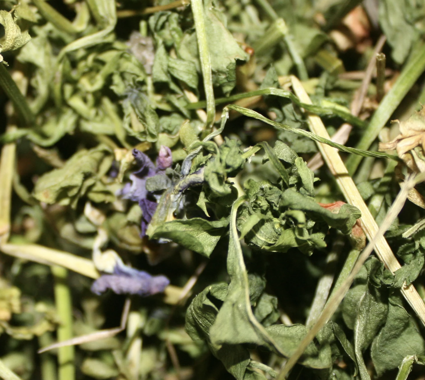 Фиалка трава Карпаты 50 г (60719fa3d1110346882455e2)