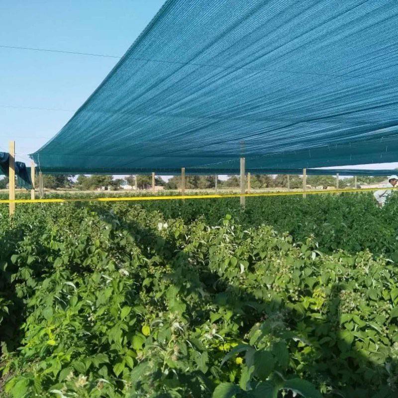 Сетка затеняющая Клевер 80% 1,5х5 м (851) - фото 15 Сетка затеняющая Клевер 80% 1,5х5 м (851) - фото 15