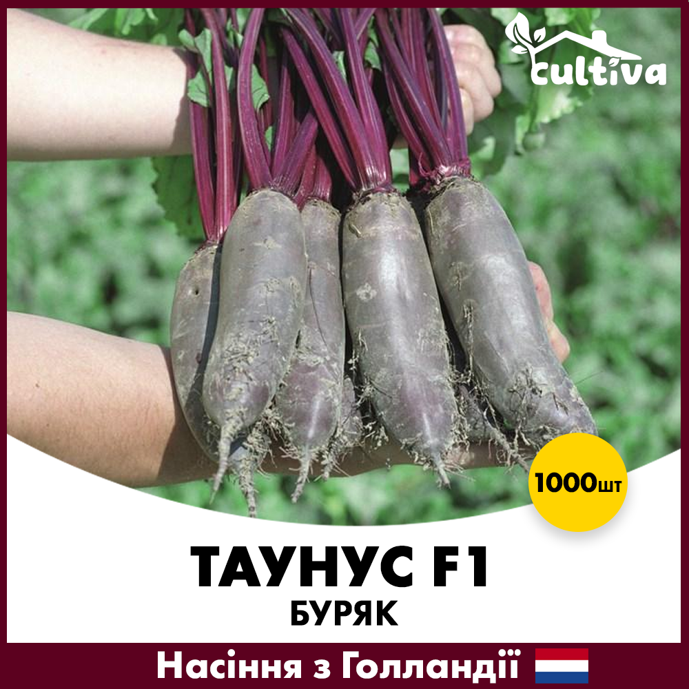 Семена свеклы Bejo Столовый Таунус F1 1000 шт. (001281000)