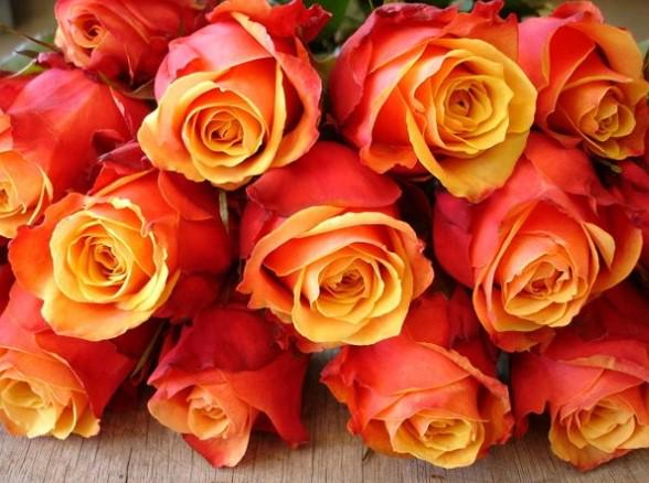 Картина по номерам Josef Otten Цветы Розы 40х50 см в термопакете (5592RA_O-mt)