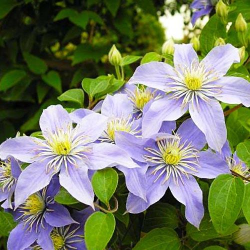Клематис Justa Florium - фото 2