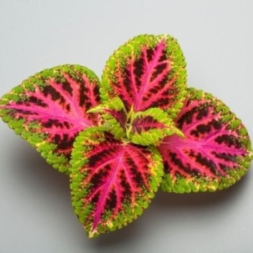Семена цветов Колеус Superf Rainbow Color Pride Sakata 25 шт. (BN06931-4)