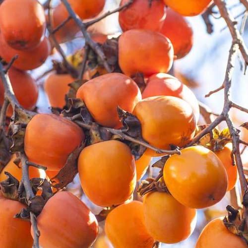 Сажанец Хурма на виргинском морозостойком подвое Тейлор высший сорт (101985)