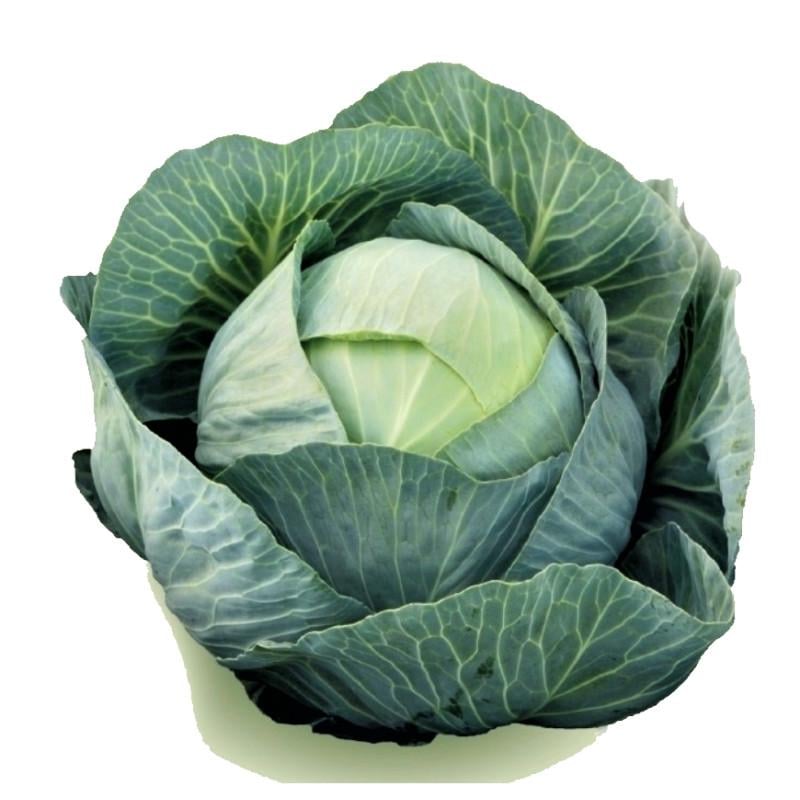 Семена Капуста Белокочанная Syngenta ELASTOR F1 2 500 шт. (1985567221)