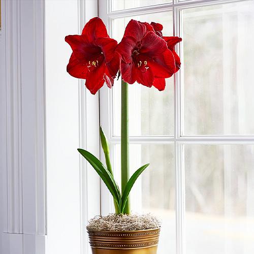 Амариллис Florium Carmen (3465) - фото 3 Амариллис Florium Carmen (3465) - фото 3