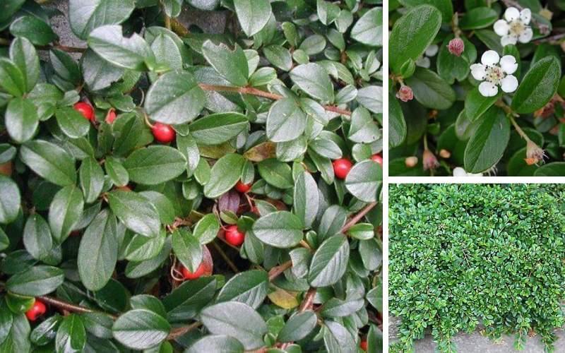 Саджанці кизильник Даммера горщик 0,5 л - фото 3