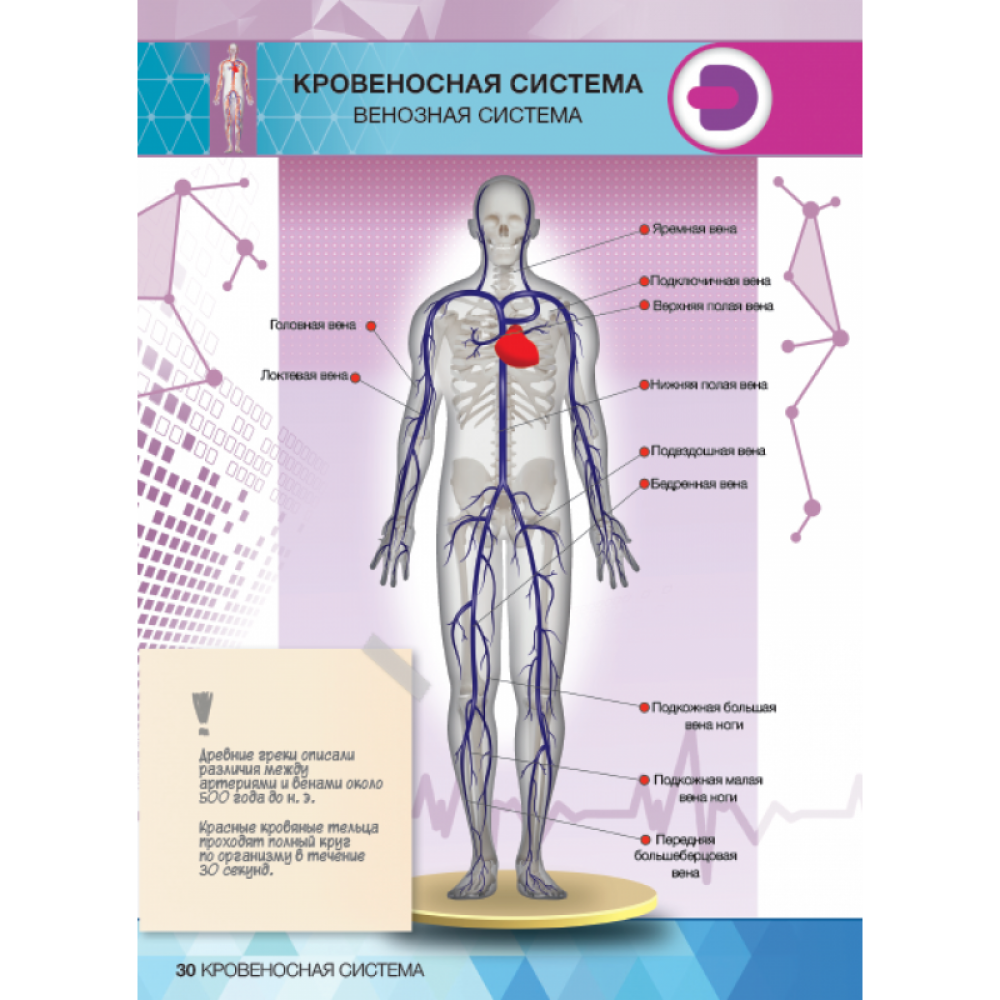 ᐉ Енциклопедія 4D Devar АНАТОМІЯ з доповненою реальністю • Краща ціна в