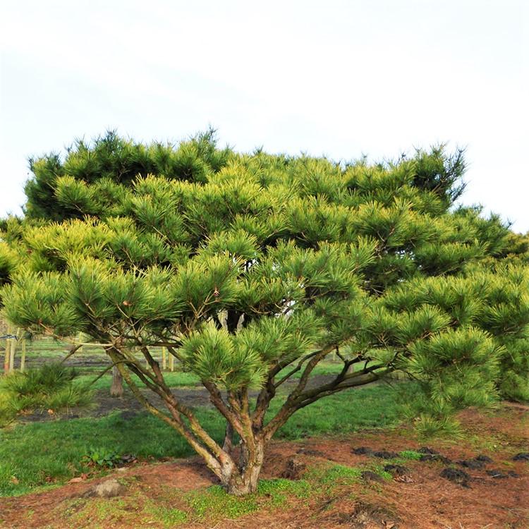 Саженец сосны японской густоцветковый Pinus Japanese Red Pine Р9 (1462006282)