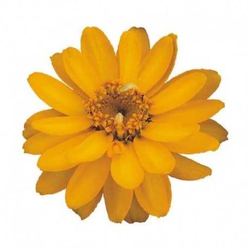 Семена цветов Sakata Циния Profusion Double 50 шт. Golden (BN06958-3)