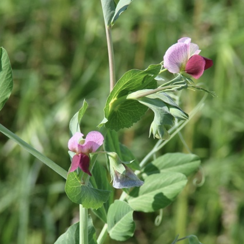Семена пелюшка вика волосистая 1 кг (1895219076) - фото 2 Семена пелюшка вика волосистая 1 кг (1895219076) - фото 2